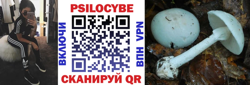 Купить закладки  Новоржев  Псилоцибиновые грибы мицелий 